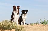 BORDER COLLIE 385